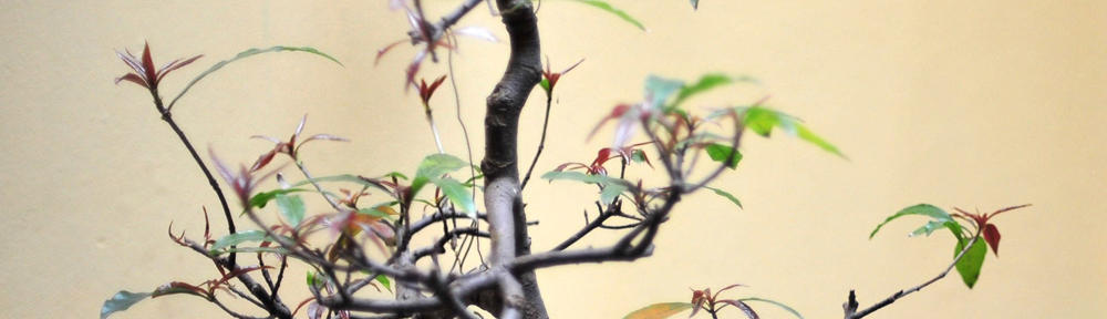 Nutrition, Naturally & Holistically